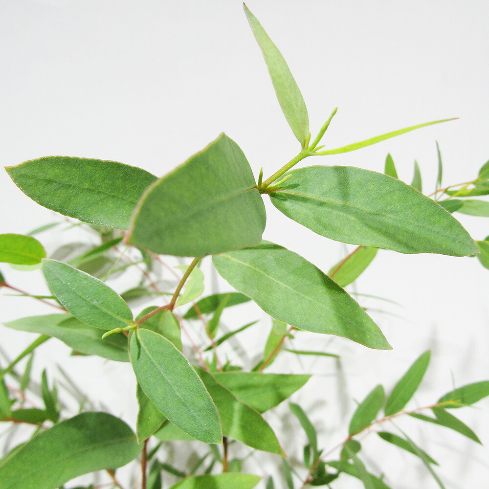 楽天市場】ユーカリの木 【銀世界】 1.5m特大苗 : 苗木部 by 花