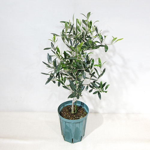 楽天市場】《送料無料》 小倉園さんのオリーブ 現品 □果樹大苗