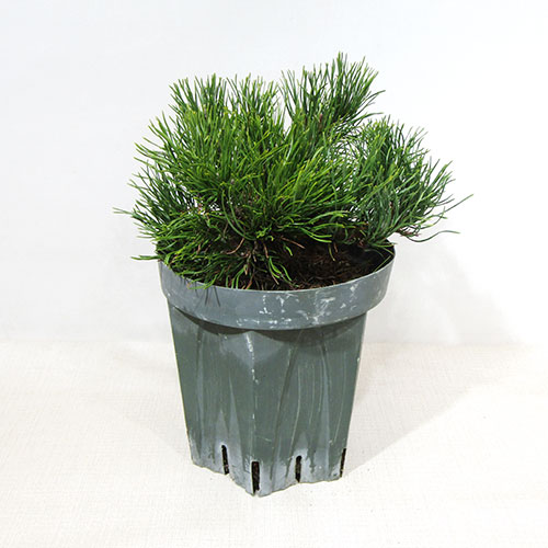 楽天市場】【送料無料】 モンタナ這松（モンタナハイマツ） 苗木