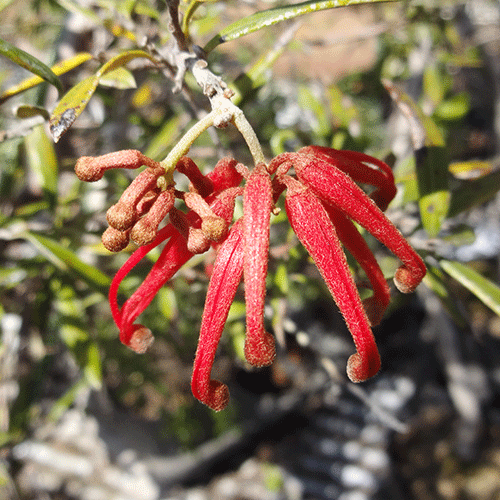 楽天市場】□良品庭木□ネイティブ プランツグレビレア ストロベリー