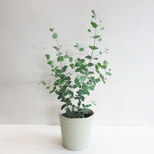 楽天市場】□良品庭木□ NEW!ピニョン松 マルチネスピニョン 楽天市場】□良品庭木□ NEW!ピニョン松 マルチネスピニョン