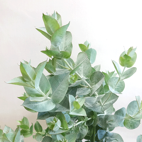 楽天市場 良品庭木 ユーカリ アップルボックスブリジシアナeucalyptus Bridgesiana１０ ５ｃｍポット植え ペットエコ ザガーデン楽天市場店