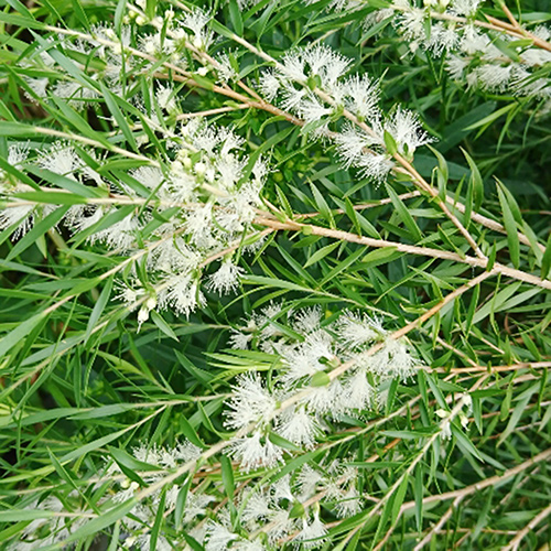 楽天市場】□ティランジア・エアプランツ□ フンキアナレクルビ