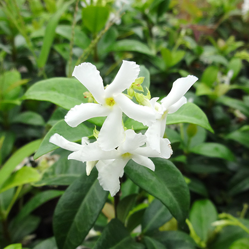楽天市場】スタージャスミン (白花) スターフレグランス 5号