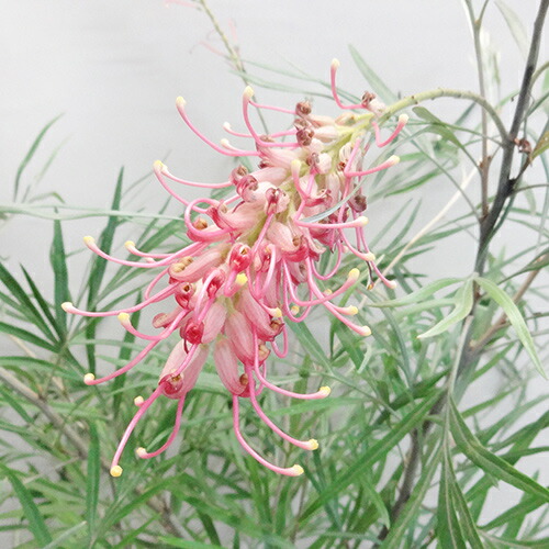 楽天市場】グレビレア ドーンパープル 大株 オージープランツ 5号 大苗