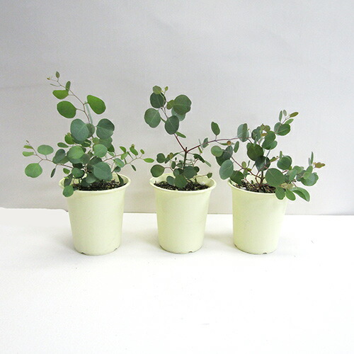 良品花木苗 アウトレットユーカリ ポポラス ポリアンセモス４号鉢植え ペットエコ