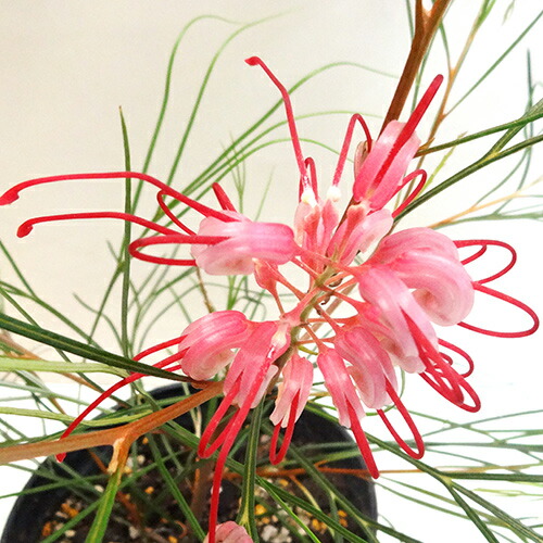 楽天市場】□南半球プランツ□ グレビレア シルビア 6号鉢植え