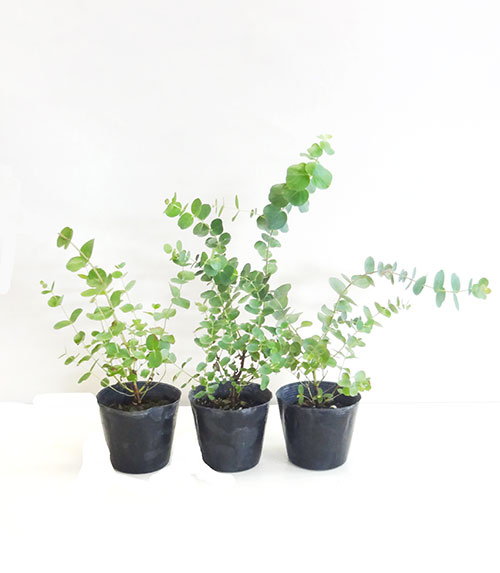 楽天市場 良品庭木 ユーカリ アップルボックスブリジシアナeucalyptus Bridgesiana９ １０ ５ｃｍポット植え ペットエコ ザガーデン楽天市場店