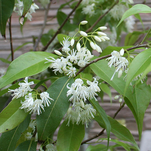 楽天市場】常緑エゴノキ （トキワエゴノキ） 3号ポット苗 【ハナ