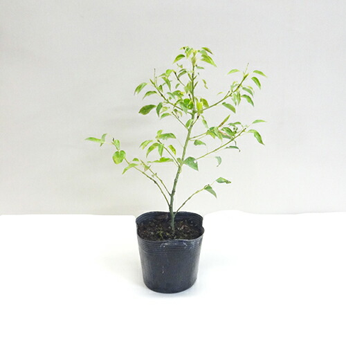 楽天市場】【 単 品 】 クスノキ 樹高0.3m前後 10.5cmポット くすのき