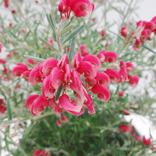 楽天市場 良品庭木 ネイティブ プランツ グレビレアラベンダー５号ポット植え ペットエコ ザガーデン楽天市場店