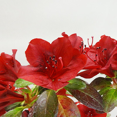 楽天市場】□良品庭木□ツツジ元の助（元之助）二季咲き10．5～13