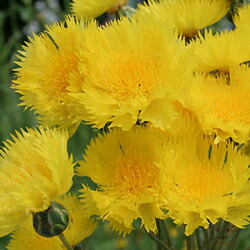 楽天市場 宿根草 セントーレアイエローサルタン９ｃｍポット ペットエコ ザガーデン楽天市場店