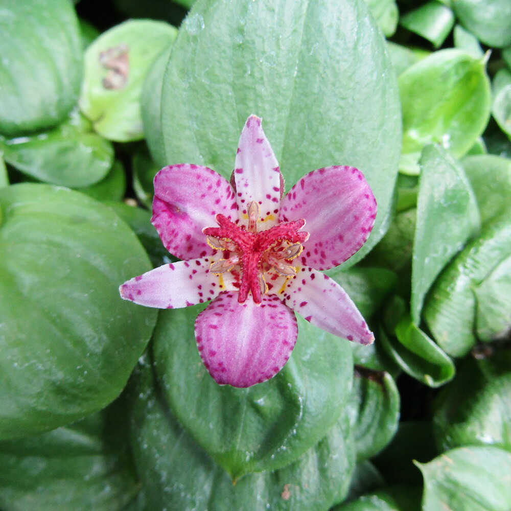 山野草　色丹固有種　カタオカソウ　12ｃｍポット15個セット 楽天市場】□山野草□ 乙女ギボウシ 金牡丹（キンボタン
