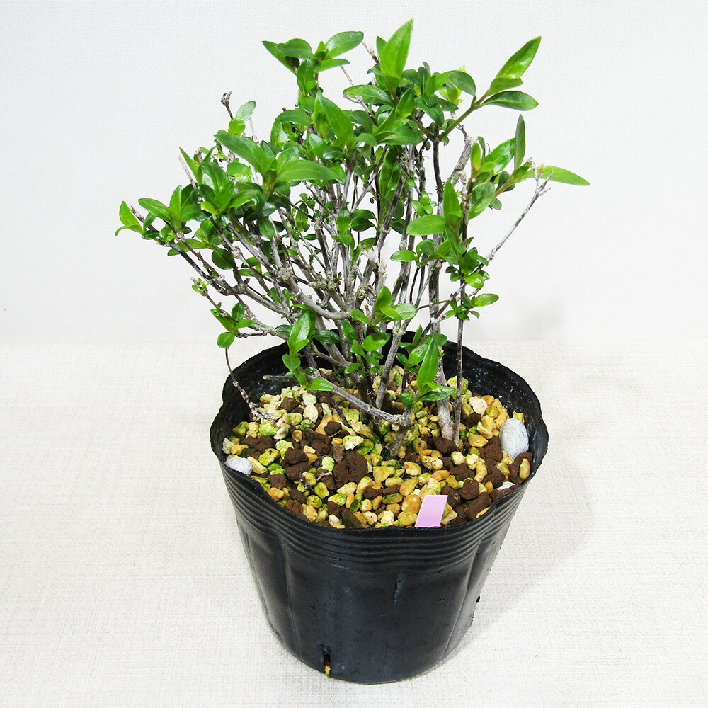 楽天市場】□山野草□ 乙女ギボウシ 金牡丹（キンボタン