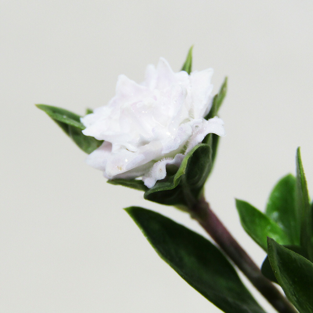 山野草斑入りハッカクレン白花　花付き 山野草斑入りハッカクレン白花 花付き