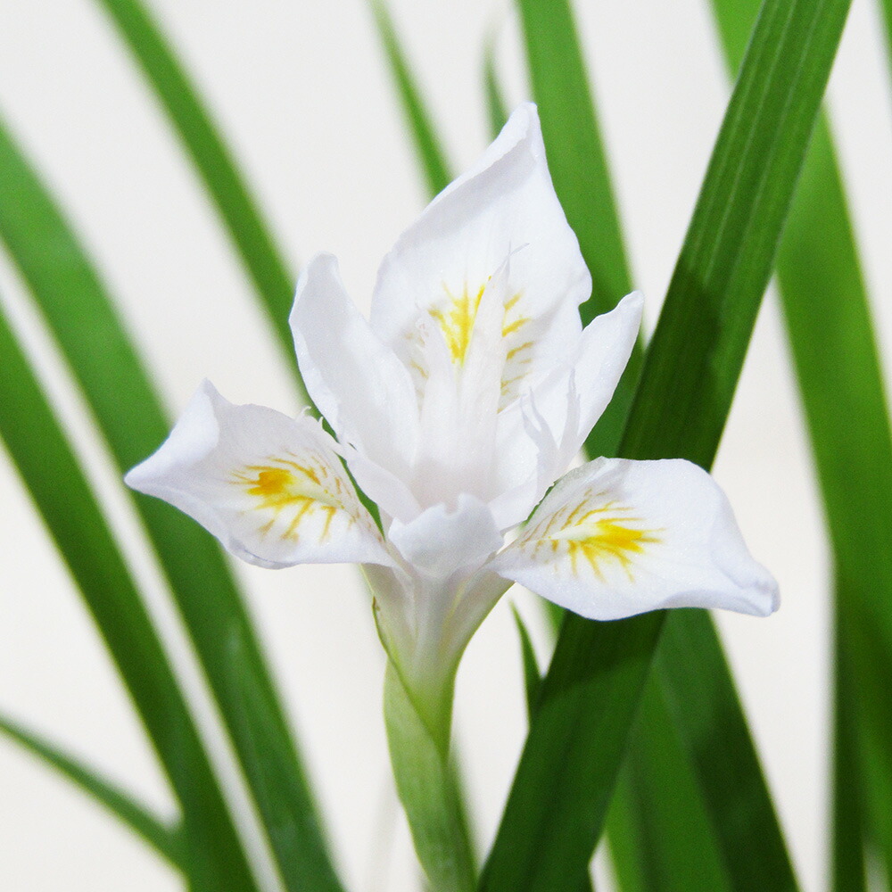 楽天市場】□山野草□ 乙女ギボウシ 金牡丹（キンボタン