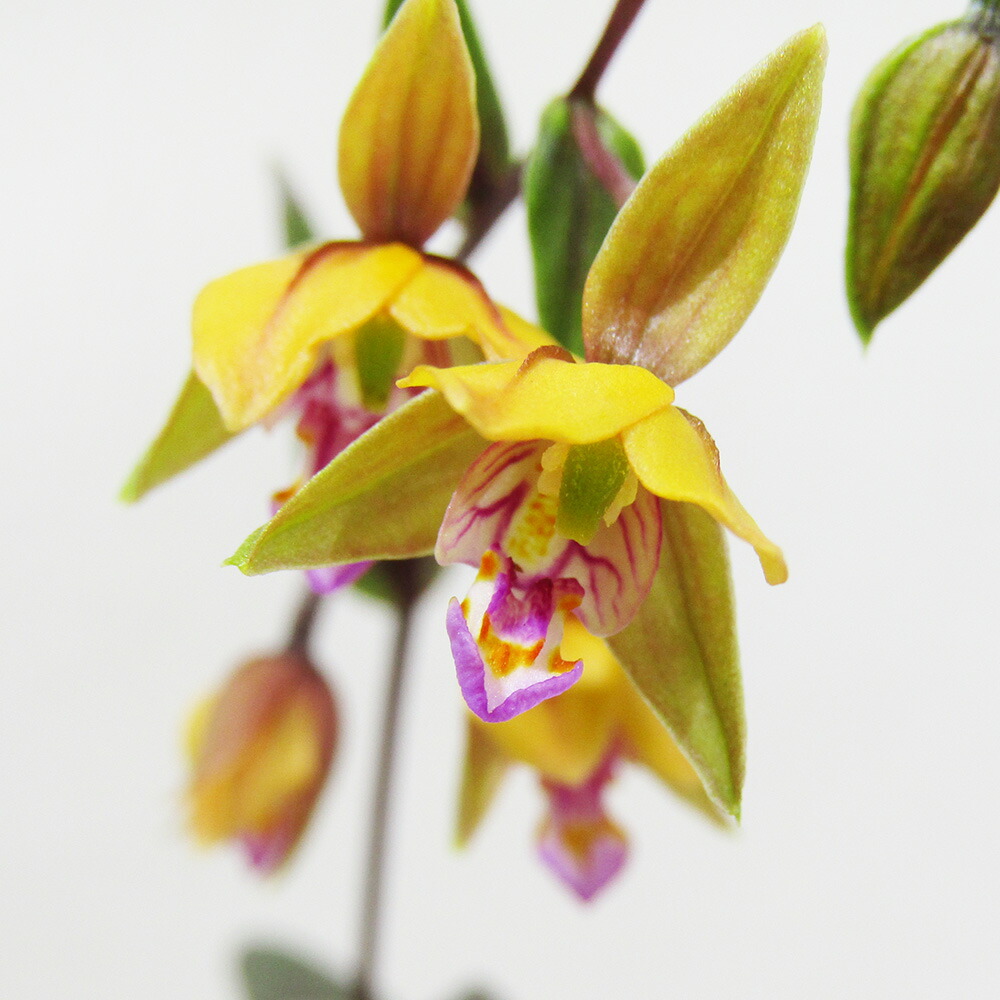 山野草斑入りハッカクレン白花　花付き 山野草斑入りハッカクレン白花 花付き