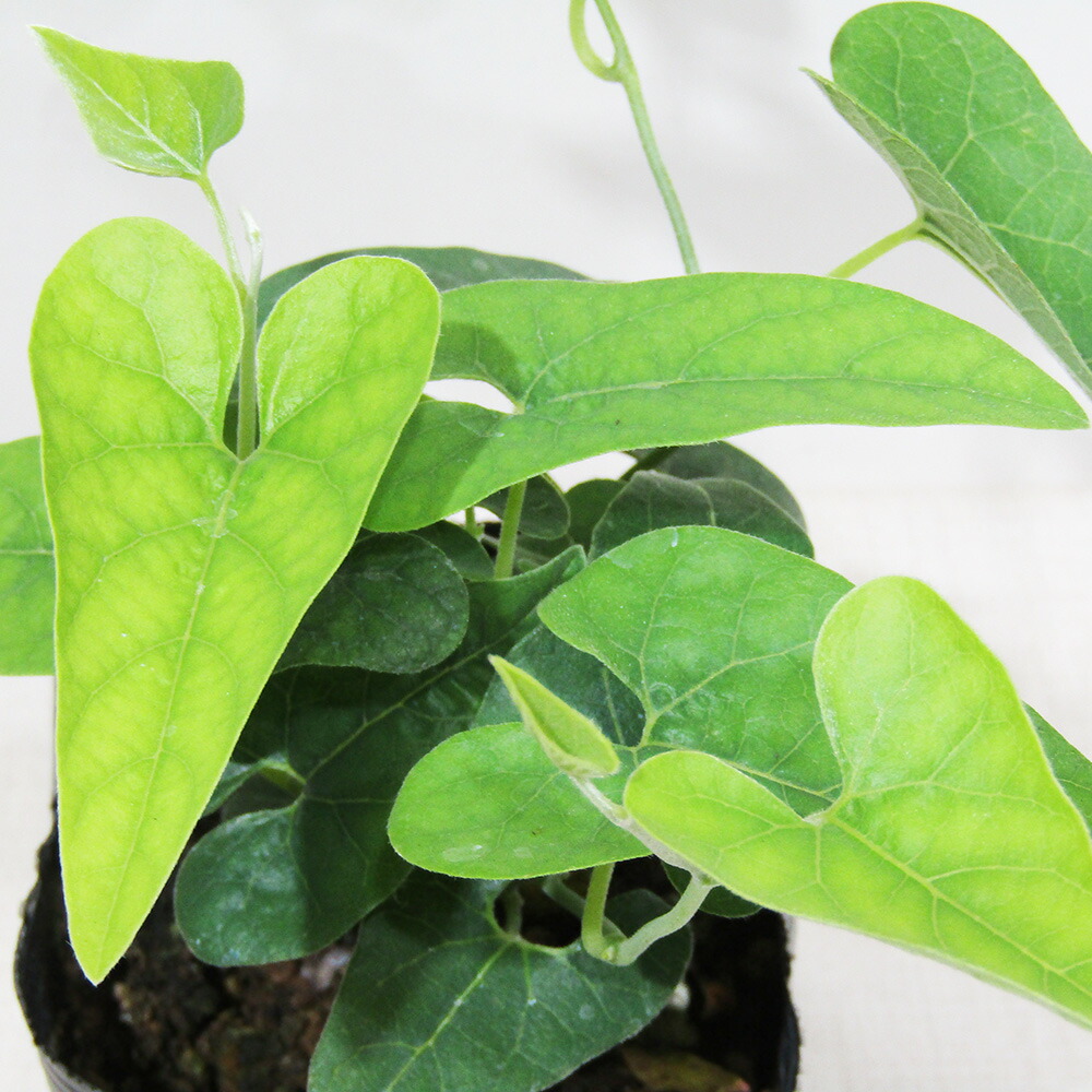 HW+商談中【農薬不使用】ウマノスズクサ／馬鈴草 小苗 3苗／株 HW+商談中【農薬不使用】ウマノスズクサ／馬鈴草 小苗 3苗／株 HW+商談