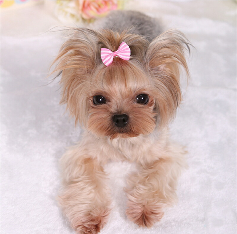 4点セット 犬 アクセサリー シーズー リボン ペット ヘアアクセサリー お出掛け ヨークシャーテリア 猫用 可愛い ポメラニアン ミニチュアシュナウザーマルタ