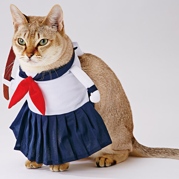 楽天市場 ペティオ 猫用変身着ぐるみウェア 服 セーラー服 キャットウェア コスプレ アクセサリー 猫 ネコ 短毛猫 長毛猫 前足を通すだけ まるで2本足で立っているみたい Sns ブログの撮影にもピッタリ 手洗い可能 Petio Petio Online Shop 楽天市場店