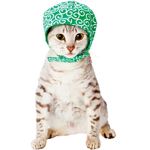 楽天市場 数量限定 ペティオ 猫用変身ほっかむり 忍者 オカメインコ ファラオ 泥棒 猫用 秋冬向け 送料無料 メール便 ペッツマム