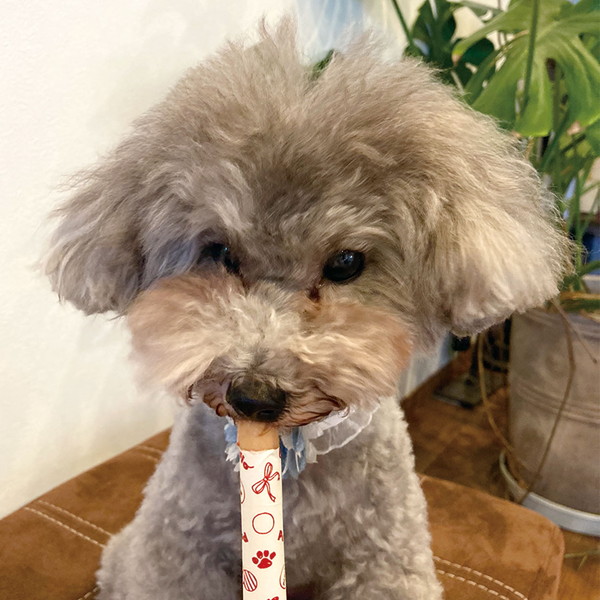 楽天市場 ペティオ オールインワントリーツ ササミソーセージ チーズ入り 本入 All In One Treats 鶏肉 着色料不使用 1歳 全 犬種 総合栄養食 Petio W Petio Online Shop 楽天市場店