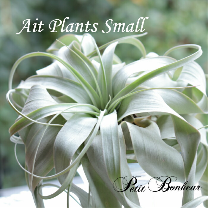 エアープランツ スモール 神秘的な草木 キセログラフィカ 翠 貰い物 差上物 エアプランツ 観葉植物 観葉 植物 ファニチャー 御洒落 成婚祝儀 育て単純 インテリアグリーン ちっぽけ 門 リビング 賀慶 引っ越し祝い 誕生日付 敬老の日 祖父御 お祖母様 おじいちゃん