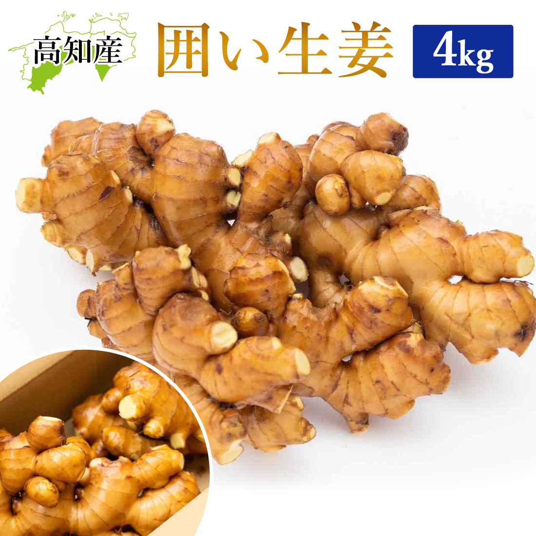 【山北産直】 生姜 4kg 高知県産 国産 しょうが 農家直送 高知産 ショウガ 4キロ 囲生姜 高知生姜 囲い生姜 洗い生姜 薬味 佃煮 唐揚げ 生姜焼き 酢しょうが しょうが湯 自宅用 業務用 冷え性 温活 冷え対策 契約農家から直送致します【送料無料】[ヤマト発送]