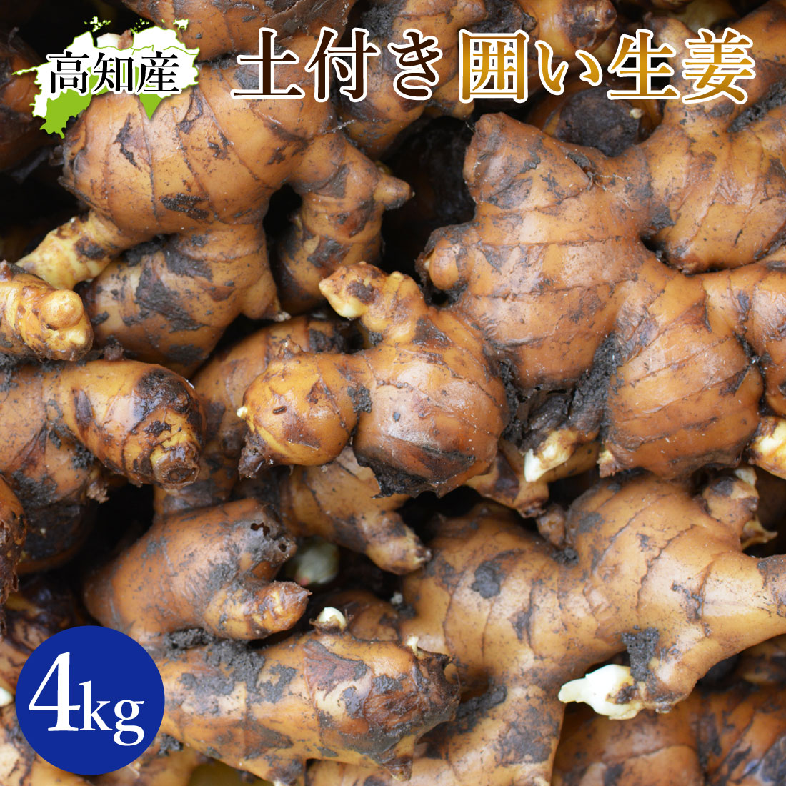 【山北産直】 土付き 生姜 4kg 高知県産 国産 しょうが 農家直送 高知産 ショウガ 4キロ 囲生姜 高知生姜 囲い生姜 薬味 佃煮 唐揚げ 生姜焼き 酢しょうが しょうが湯 自宅用 業務用 冷え性 温活 冷え対策 契約農家から土付きのまま直送致します【送料無料】[ヤマト発送]