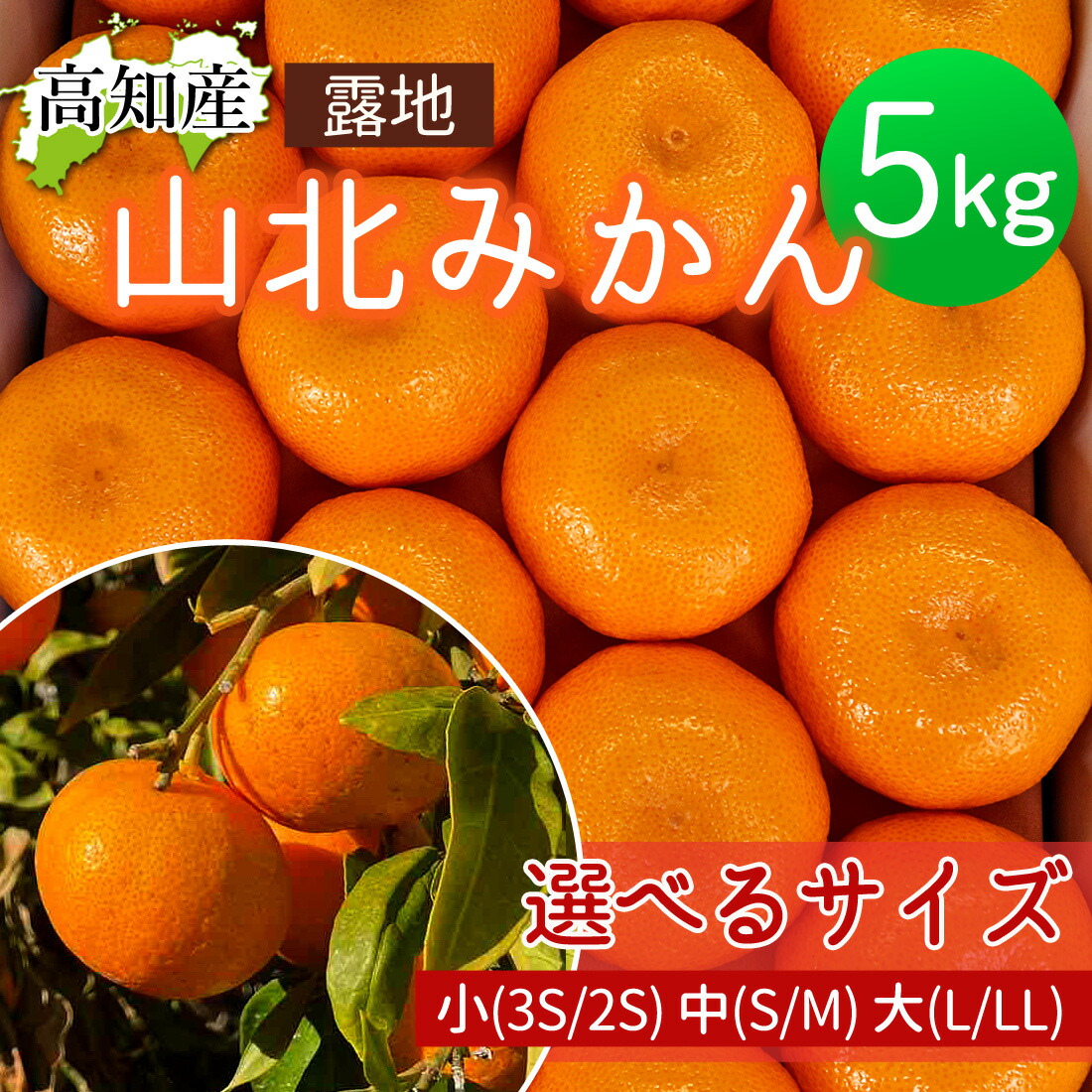 楽天市場】【予約】みかん 山北みかん 高知産 約5kg 蜜柑 温州