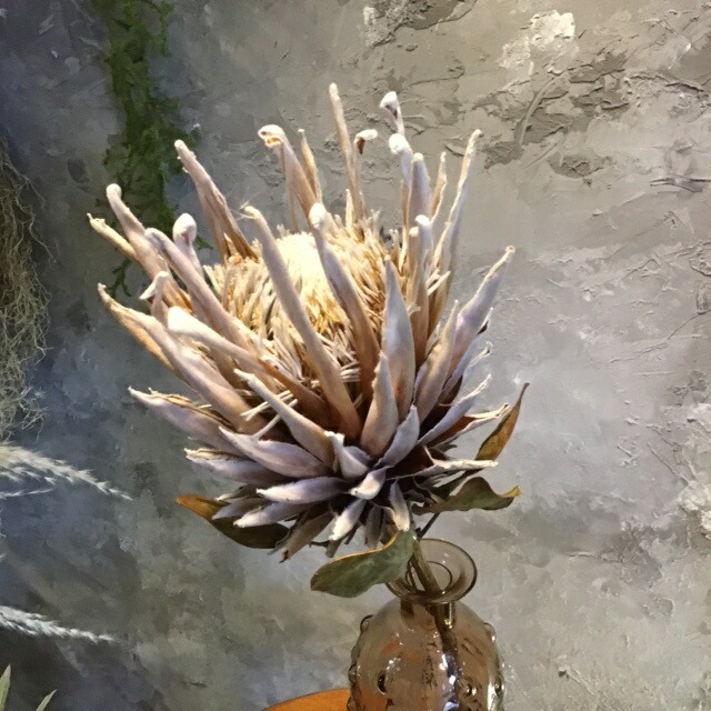 楽天市場】【パンパスのタペストリー】【ドライフラワー】スワッグ