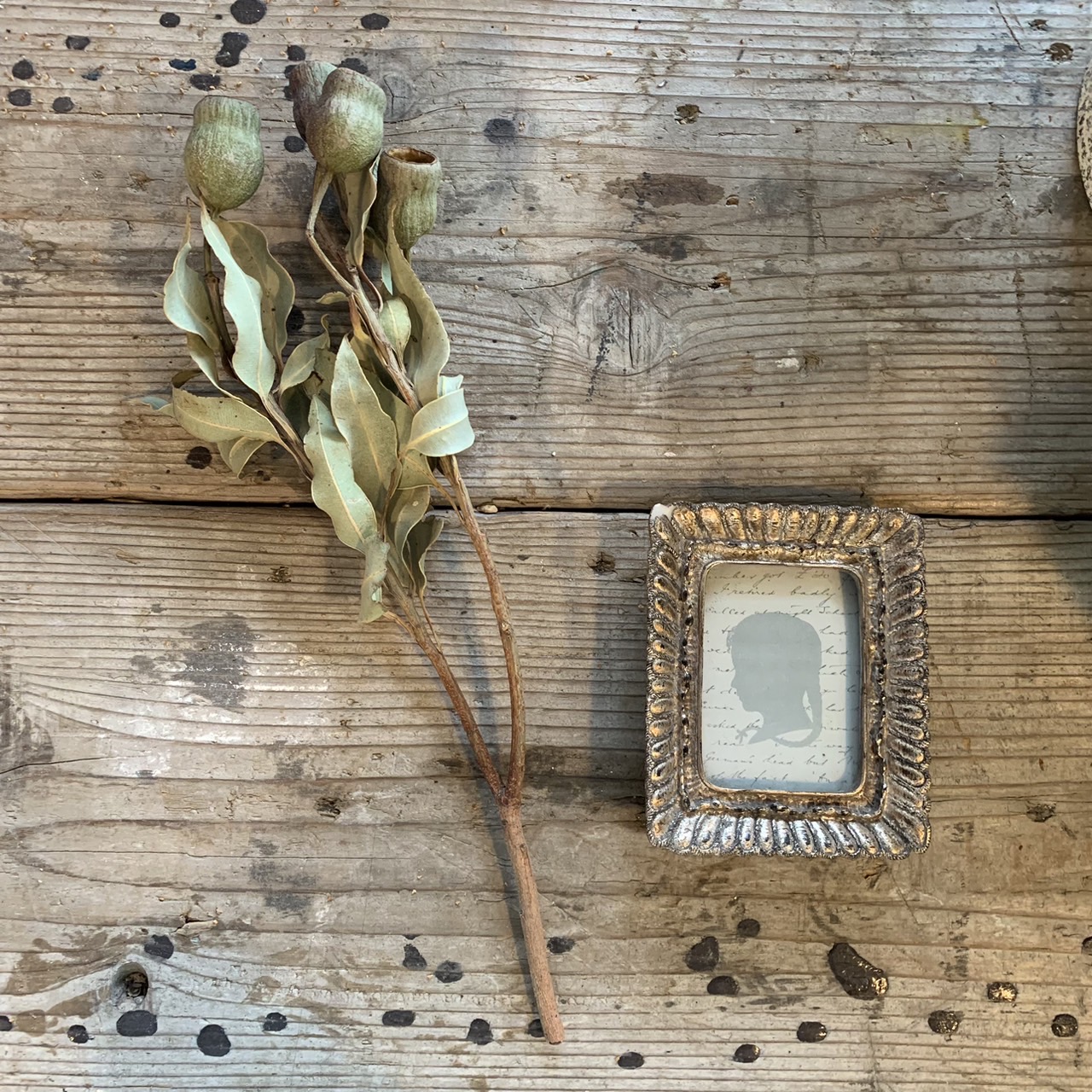 楽天市場】【単品ドライフラワー】【ユリの実5~6輪】単品ドライ