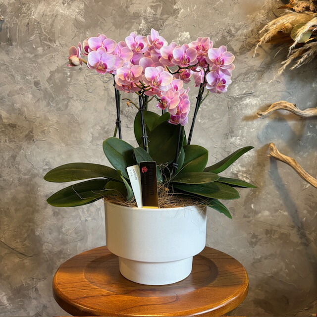 楽天市場】コチョウラン（ミニ胡蝶蘭：トウガラシ） 8.5号 陶器鉢 1鉢