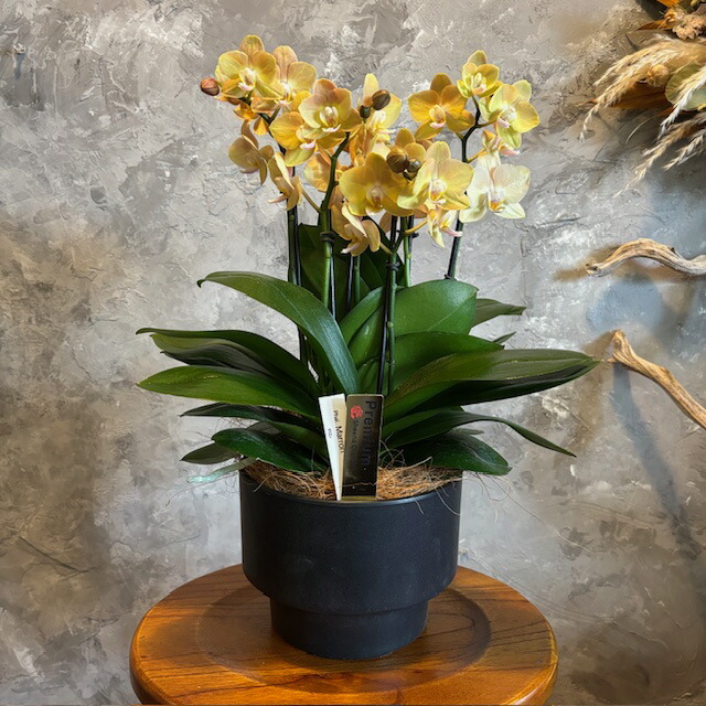 楽天市場】コチョウラン（ミニ胡蝶蘭：トウガラシ） 8.5号 陶器