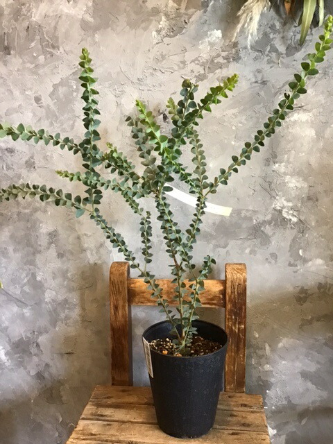 な鉢花 ミモザを植えたい方に