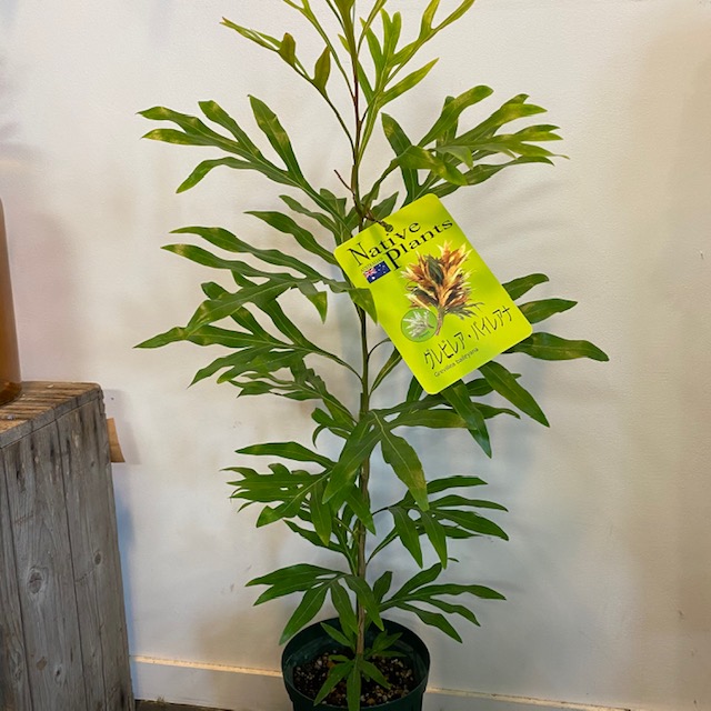 グレビレア バイレアナの器花 オーストラリアンプランツ ネイティブプランツ 5号鉢 Dssgfellowship Org