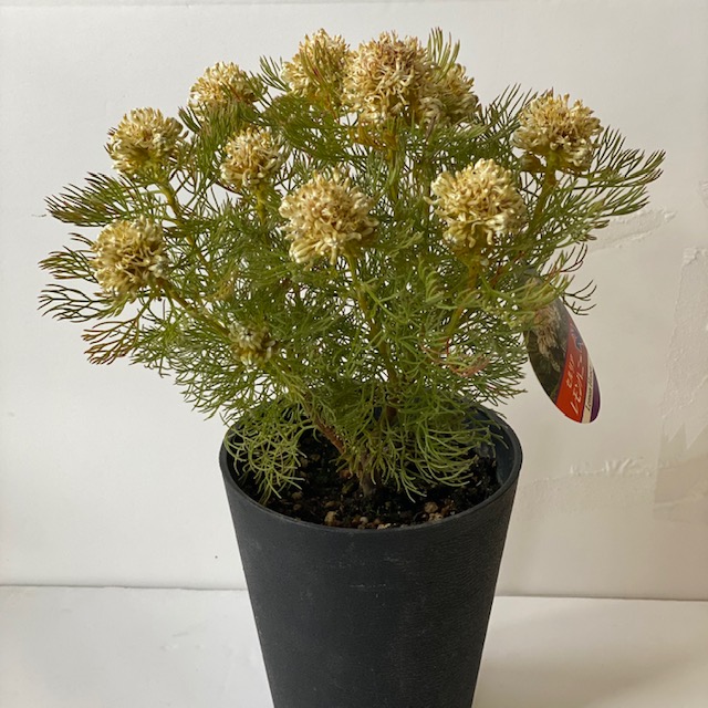 ジャックレモンお前 プロテア専門分野セルリア属 セルリアの鉢花 レモンハニー プロテア科セルリア属 ネイティブ園に Damienrice Com