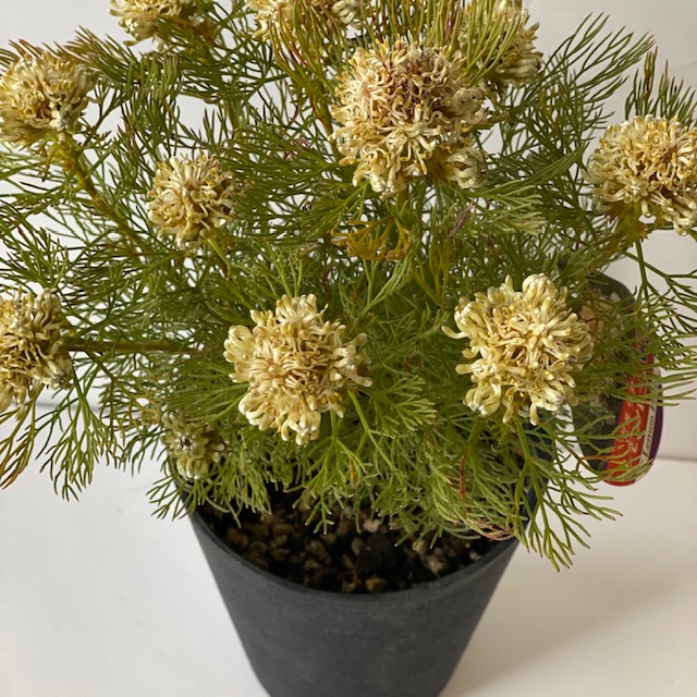 ジャックレモンお前 プロテア専門分野セルリア属 セルリアの鉢花 レモンハニー プロテア科セルリア属 ネイティブ園に Damienrice Com ジャックレモンお前 プロテア専門分野セルリア属 セルリアの鉢花 レモンハニー プロテア科セルリア属 ネイティブ園に Damienrice Com