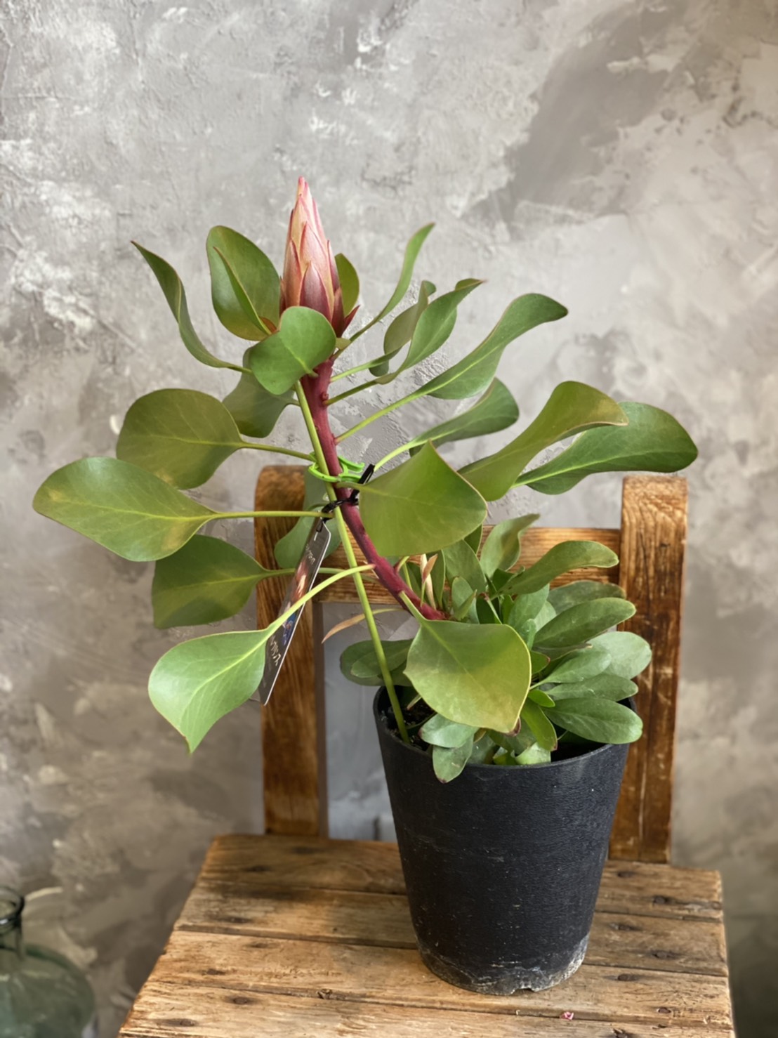 クィーンプロテアのボウル花 リトル王子 ワイルドフラワー 号数鉢 流行のオーストラリアンプランツ Asavrubi Org