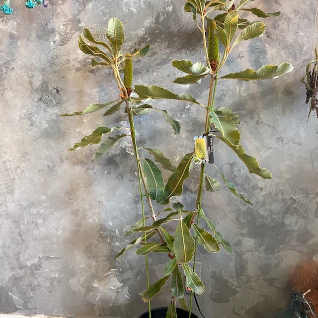 バンクシアロブル スワンプバンクシア ボウル御花 オーストラリア連邦のネイティブプランツ ヤマモガシ専門分野 格好のいい鉢花 7号数大きさ Marchesoni Com Br