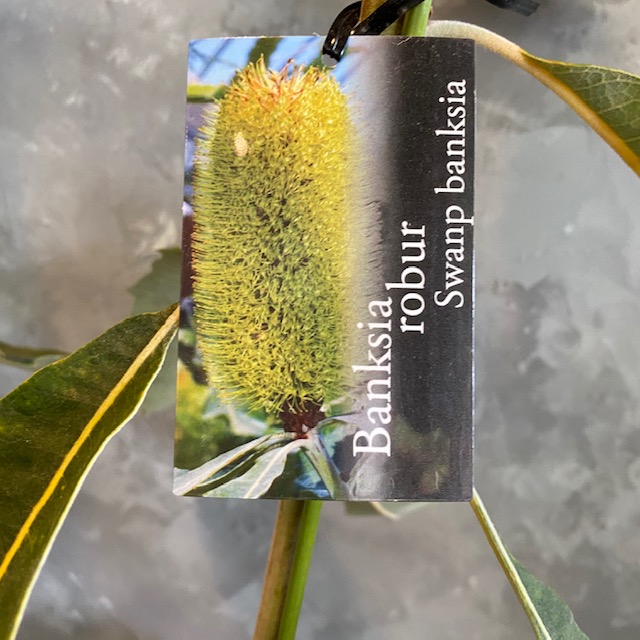 バンクシアロブル スワンプバンクシア ボウル御花 オーストラリア連邦のネイティブプランツ ヤマモガシ専門分野 格好のいい鉢花 7号数大きさ Marchesoni Com Br