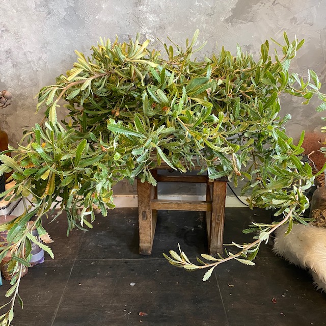 バンクシア ピグミーポッサム 鉢花 オーストラリアのネイティブプランツ ヤマモガシ科 スタイリッシュ鉢花 7号サイズ Andapt Com