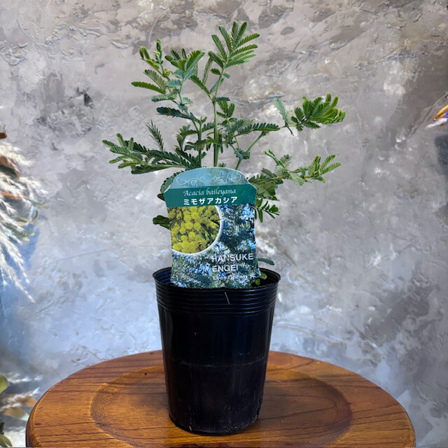 楽天市場】アカシアの木 【ハーフムーン】 2.5号ポット苗 : 苗木部