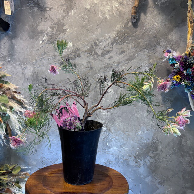 楽天市場】セルリア（ラズベリーバースト） 6号 プラスチック鉢 1鉢