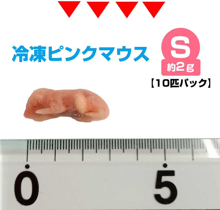 冷凍マウス　リタイアマウス　30匹　約10cm　ヘビ　爬虫類　冷凍えさ 同梱可 楽天市場】【冷凍】 冷凍マウス アダルトMサイズ（約22g）10匹