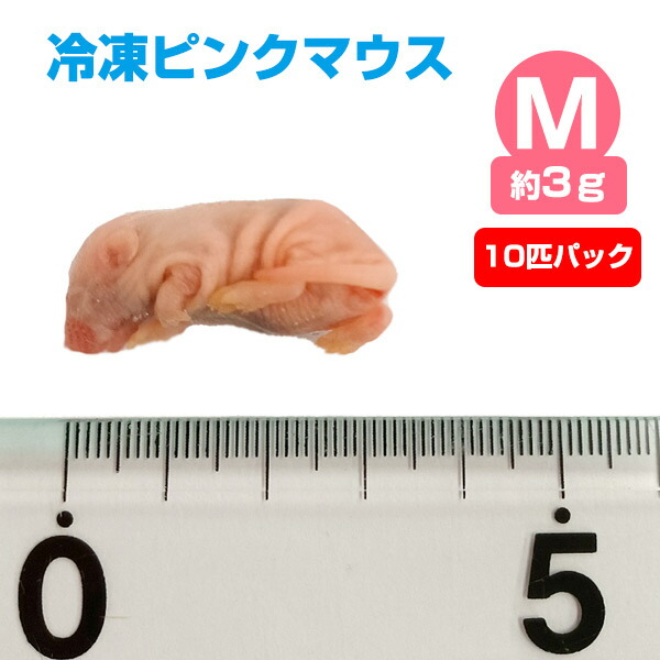 一部地域送料無料★10匹セット 冷凍ファジー　約5.5cm　爬虫類　冷凍えさ 楽天市場】【冷凍】 冷凍マウス ファジー（約6g）10匹パック（T2