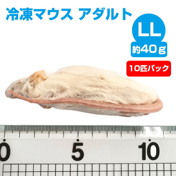 楽天市場】【冷凍】 冷凍マウス アダルトMサイズ（約22g）10匹