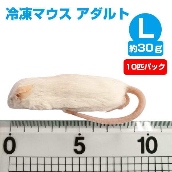 楽天市場】【冷凍】 冷凍マウス アダルトMサイズ（約22g）10匹