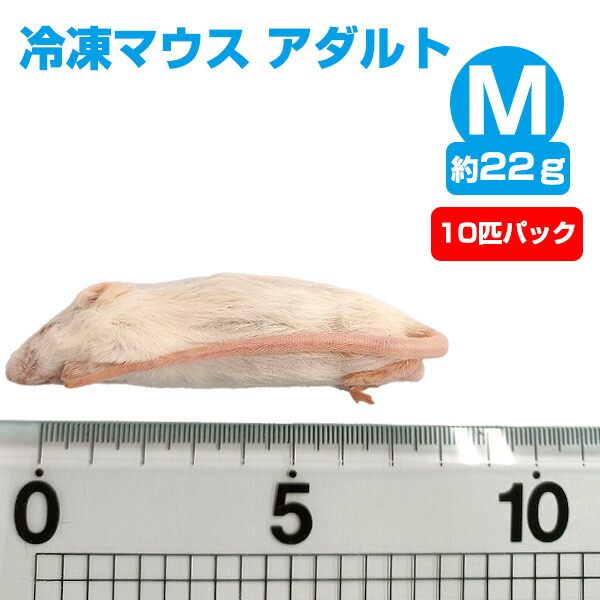 一部地域送料無料★10匹セット 冷凍ファジー　約5.5cm　爬虫類　冷凍えさ Amazon | ZAZOO 冷凍マウス ファジー10匹 6.1〜8g 約5.5cm 真空